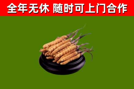 来安县烟酒回收冬虫夏草.jpg